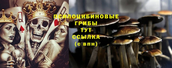 хмурый Белокуриха